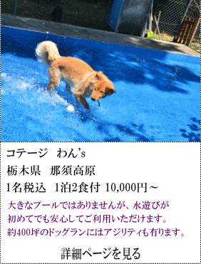 コテージわん’s　栃木県那須高原　1名税込1泊2食付10,000円～　大きなプールではありませんが、水遊びが初めてでも安心してご利用いただけます。約400坪のドッグランにはアジリティも有ります。　詳細ページを見る