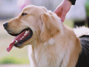 愛犬歓迎の宿